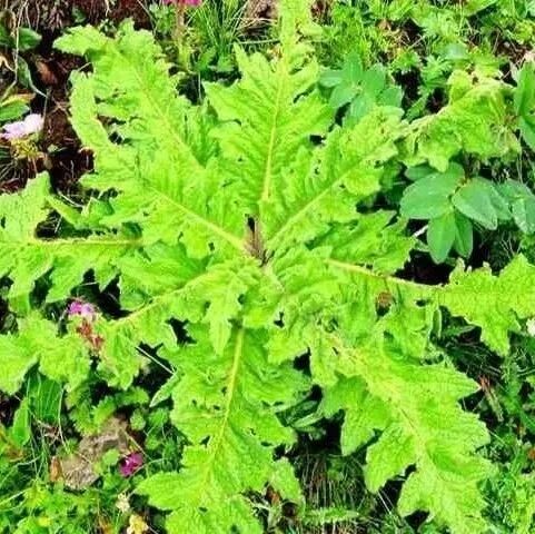 羌医药独特医理与历史传承 - 云朵上的民族千年智慧