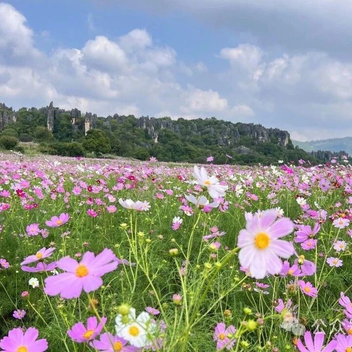 花开时节又逢君：乃古石林波斯菊花海之约
