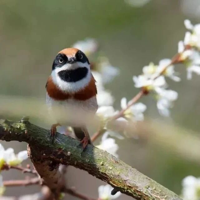 红头长尾山雀