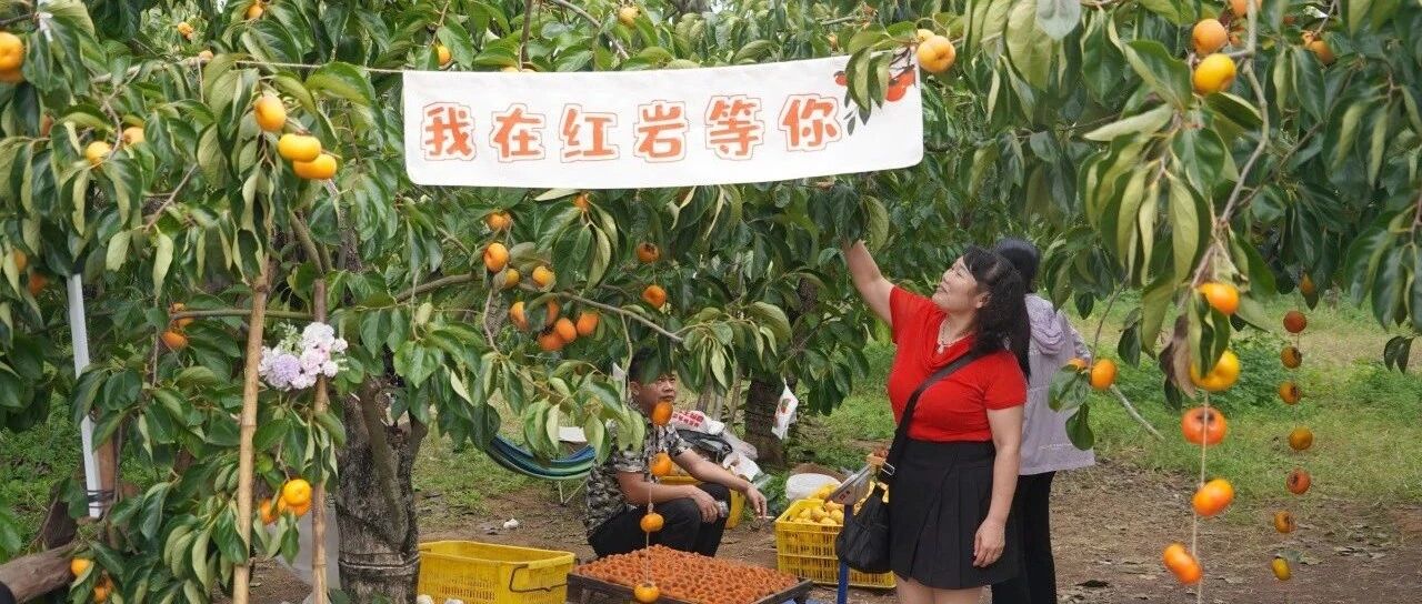 第二十一届桂林恭城月柿节活动方案来了