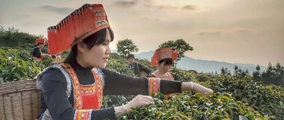 李商隐作诗钟情之饮！揭秘非遗平乐石崖茶的魅力
