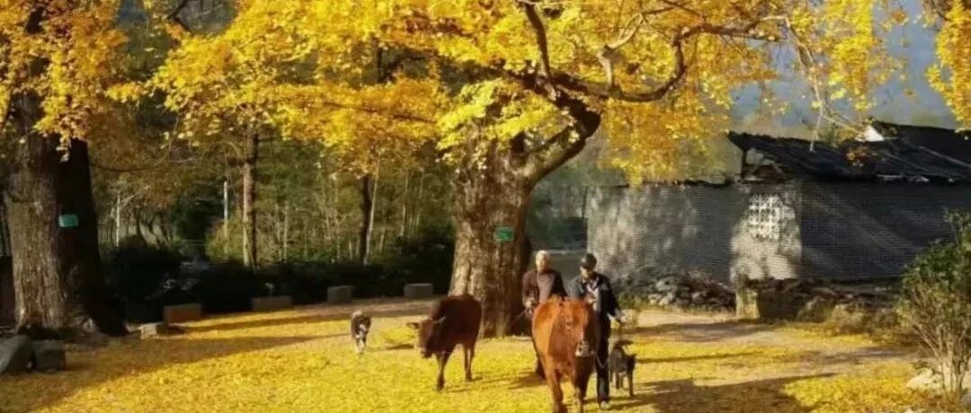 探秘千家洞·同心林，千年银杏树下的时光密语！