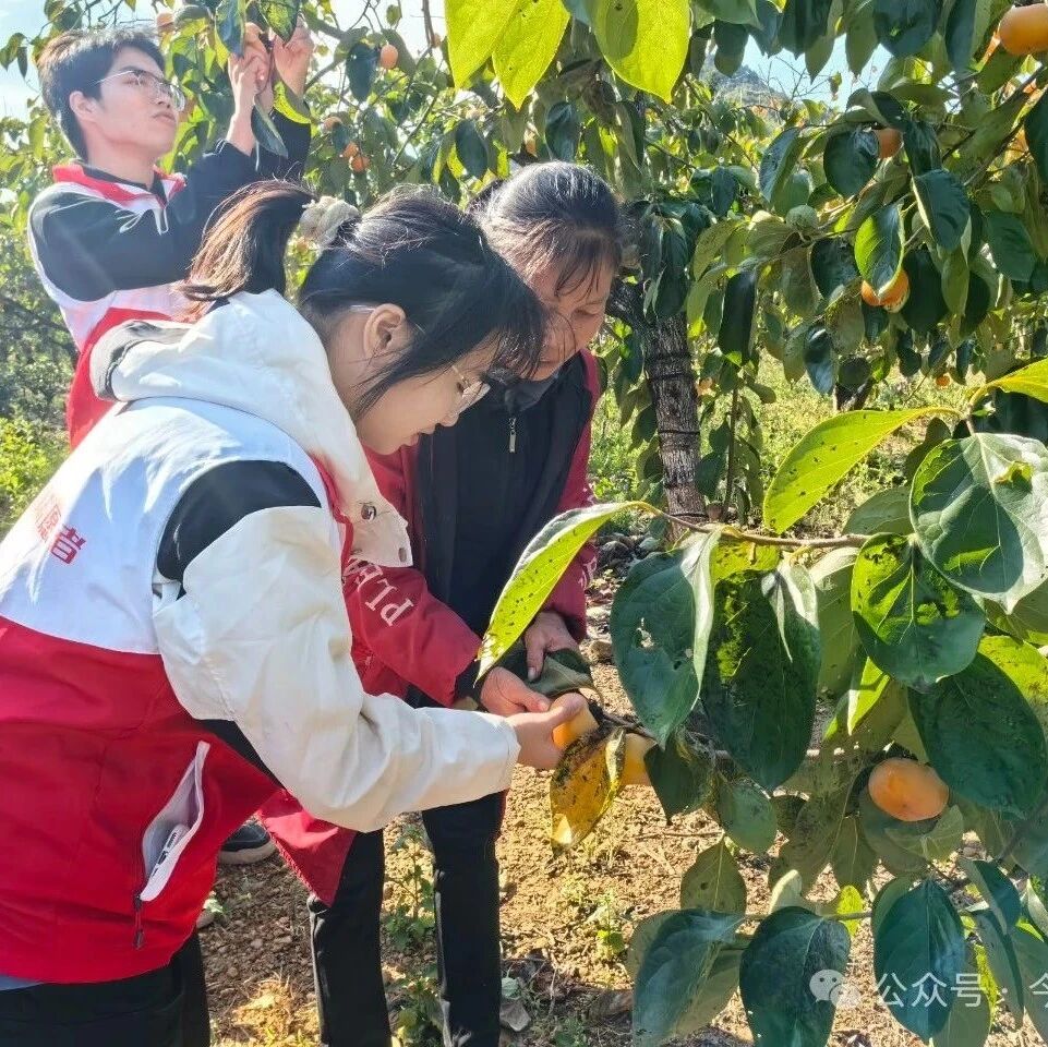 志愿红映照“柿”野，暖心助农采摘忙