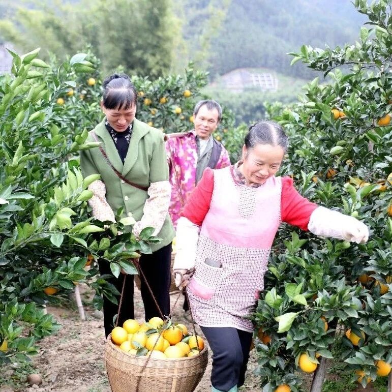 又到脐橙丰收时 满山硕果挂枝头