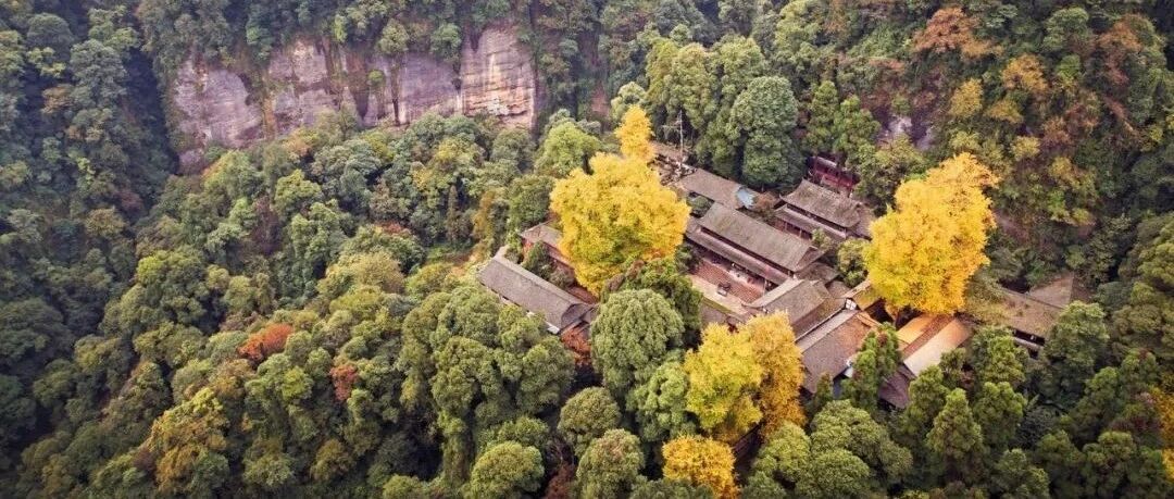 都江堰这五棵千年银杏，封神！