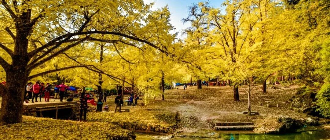 醒目又傲然！冬日桂林的一抹亮色