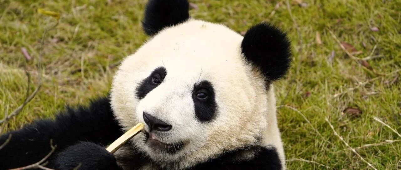 熊猫大百科丨古今大熊猫生理构造的变化