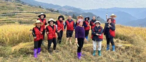 志愿服务进农田，稻谷金黄党旗鲜