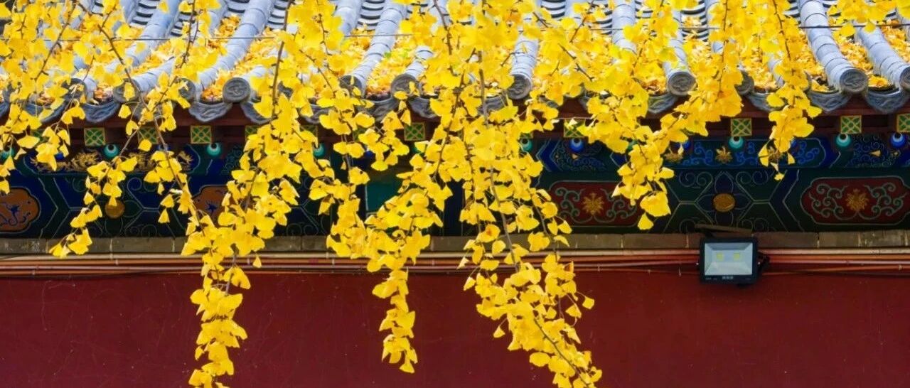 美景回望：泰山银杏靓金秋