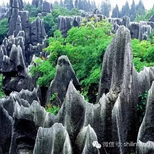 大石林的特色景观——剑状石林