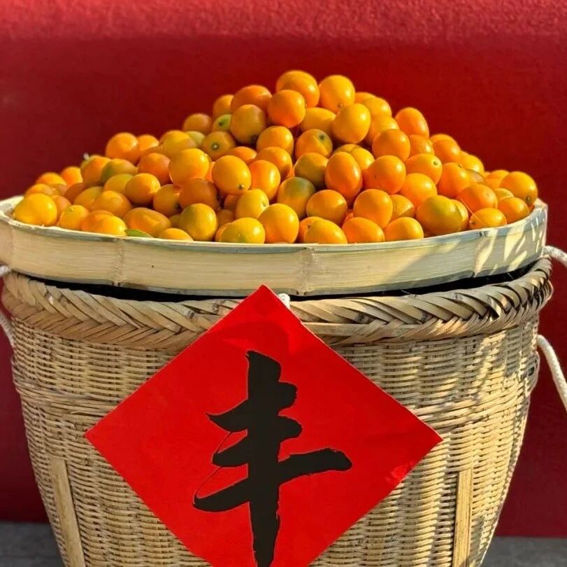 阳朔金桔——“世有金丹，桔生阳朔”