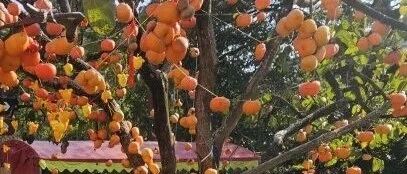 好吃好玩！大批游客纷纷打卡桂林这个村