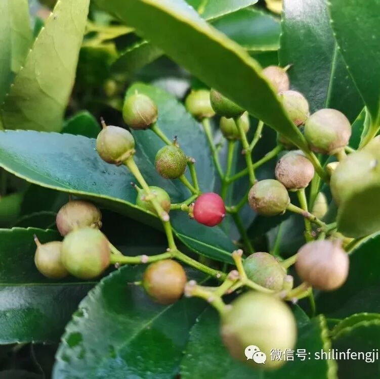 【草木葳蕤】大叶黄杨