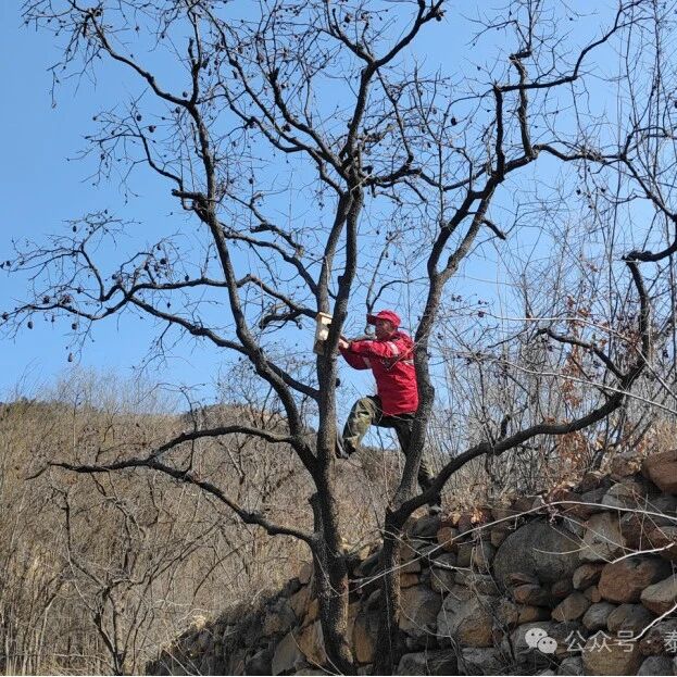 巴山管理区悬挂人工鸟巢 助力生态保护