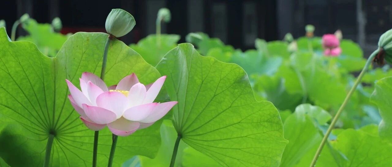 《宝光寺楹联详解》之大雄宝殿篇（四）