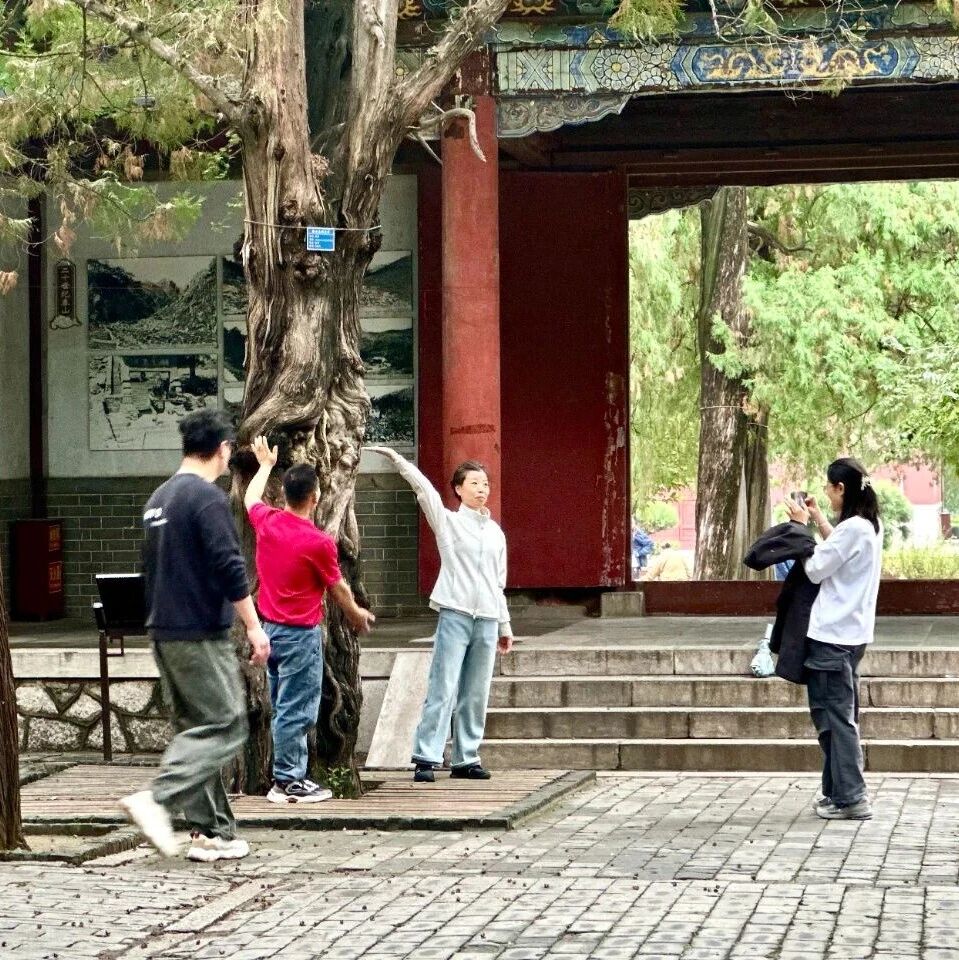 岱庙焕新｜奇石古柏述传说 唐槐古院展新颜