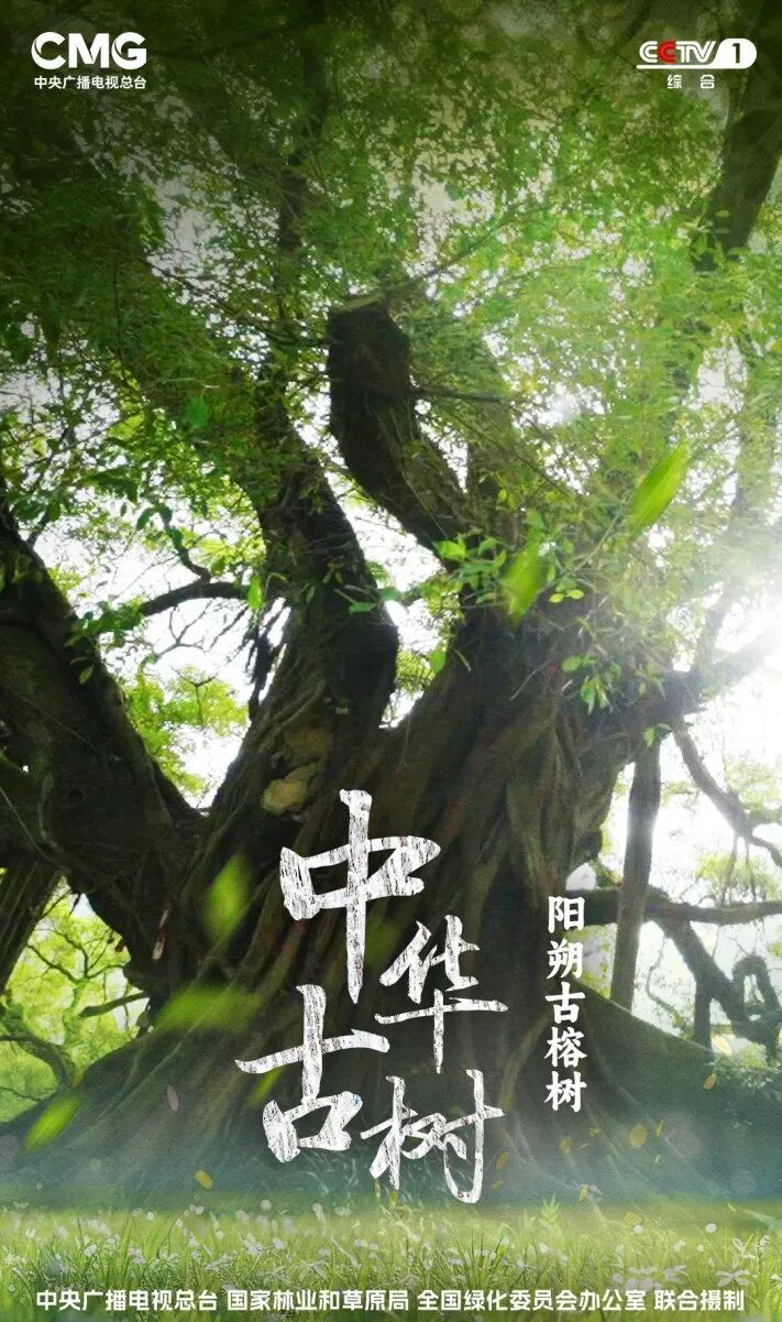 中华古树 阳朔古榕树 竖.png