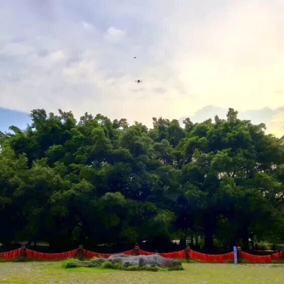 1500岁古榕亮相央视《中华古树》！桂林书写3万古树的守护诗篇