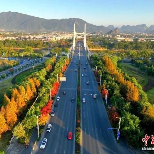 桂林赏叶季攻略：乌桕银杏枫香层林尽染，初冬浪漫观景地推荐