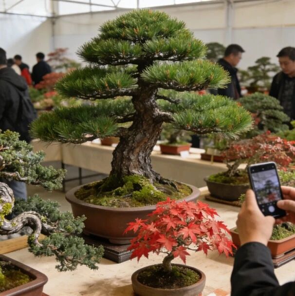 桂林临桂区盆景村游玩攻略：周末逛吃玩三重快乐体验指南